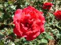 Rose Mr Lincoln